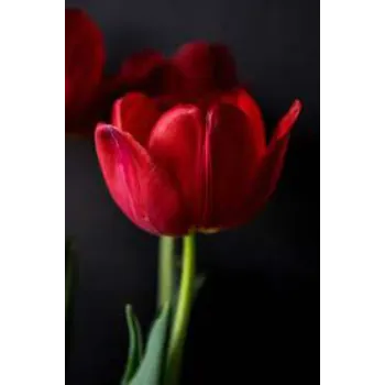 Red Tulip Flower